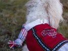 Bunad Til Hund, Hardanger - Tispe Fra Dogs Of Norway thumbnail
