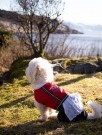 Bunad Til Hund, Hardanger - Tispe Fra Dogs Of Norway thumbnail