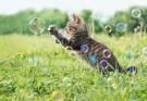 Crazy cat fun bubbles thumbnail