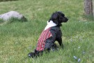Bunad Til Hund, Hardanger - Han Fra Dogs Of Norway thumbnail