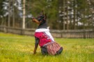 Bunad Til Hund - Tispe Fra Dogs Of Norway thumbnail